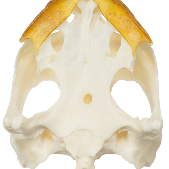 Real Snapping Turtle Skull - Large (Pathology)