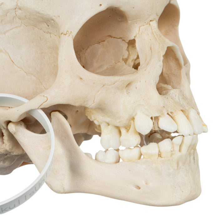 Real Human Child Skull