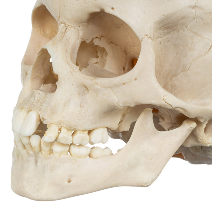 Real Human Child Skull