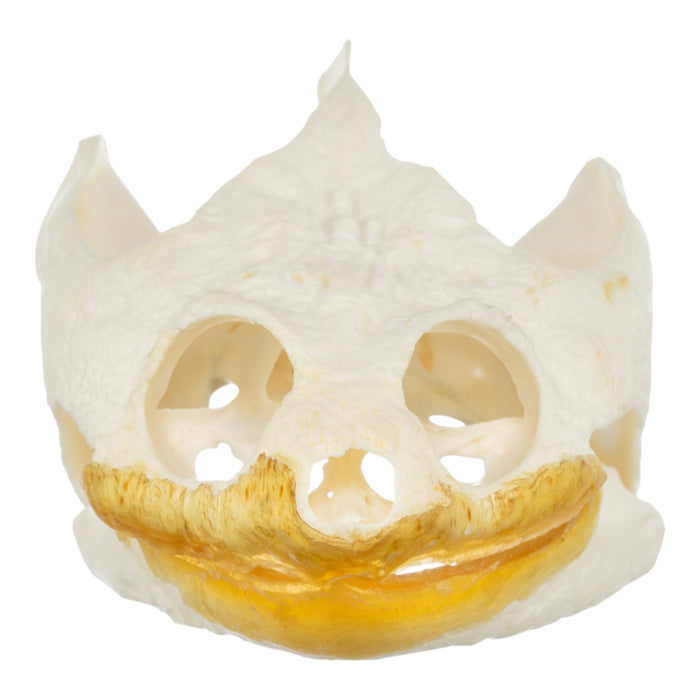 Real Snapping Turtle Skull - Large (Pathology)