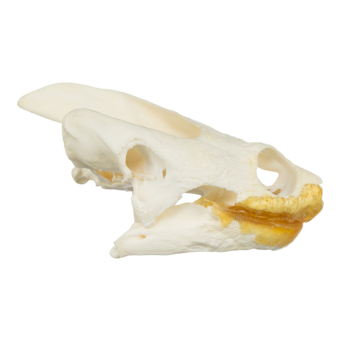 Real Snapping Turtle Skull - Large (Pathology)
