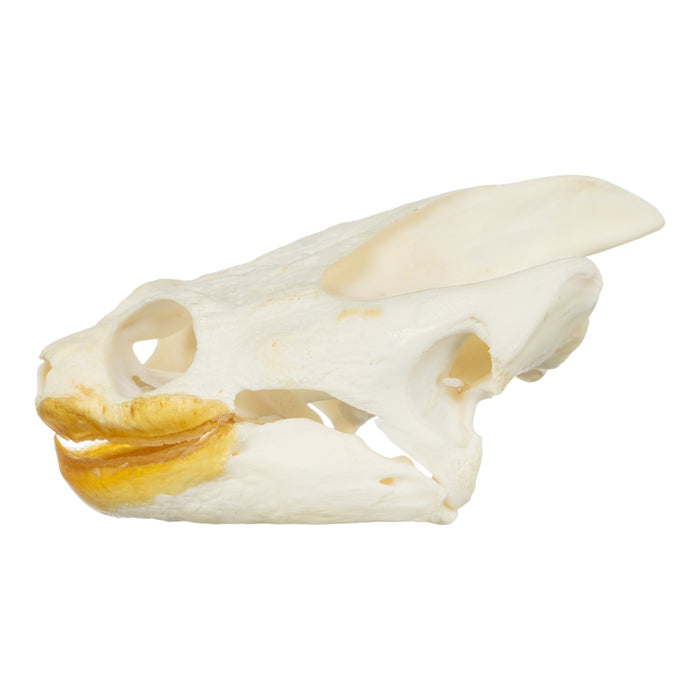 Real Snapping Turtle Skull - Large (Pathology)