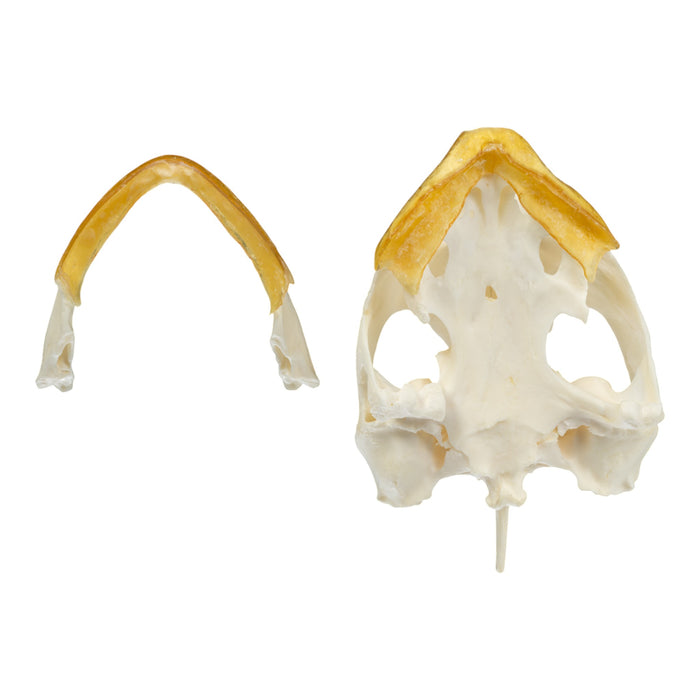 Real Snapping Turtle Skull - Large (Pathology)