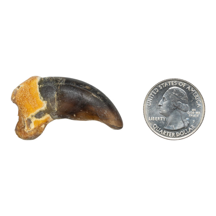 Real Grizzly Bear Back Claw