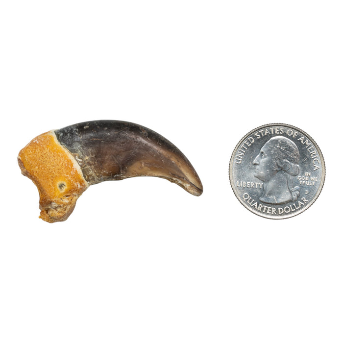 Real Grizzly Bear Back Claw