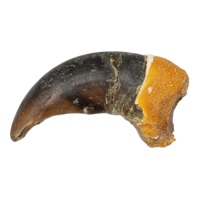 Real Grizzly Bear Back Claw