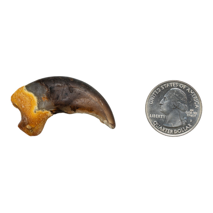 Real Grizzly Bear Back Claw
