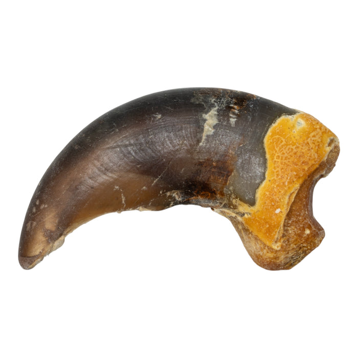 Real Grizzly Bear Back Claw