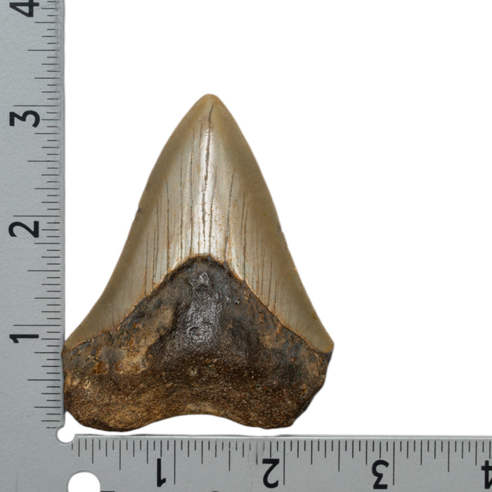 Real Megalodon Tooth