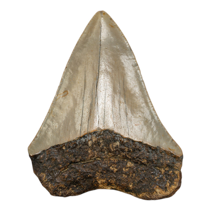 Real Megalodon Tooth
