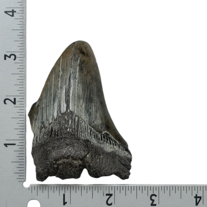 Real Megalodon Tooth - Partial