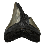 Real Megalodon Tooth - Half
