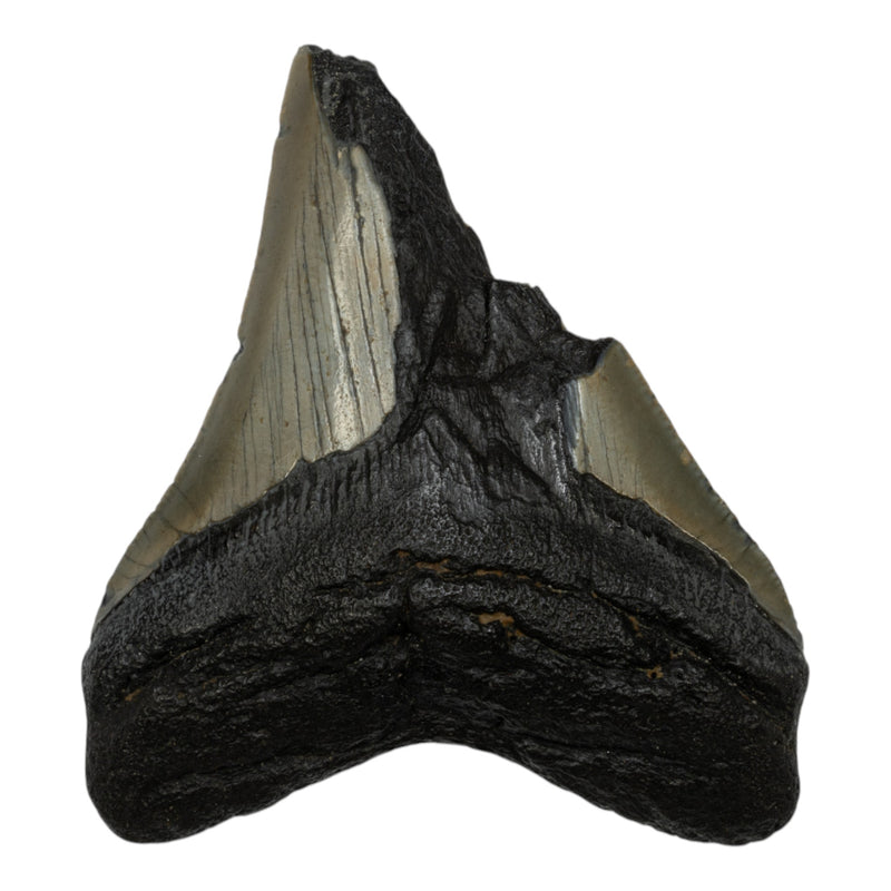 Real Megalodon Tooth - Half