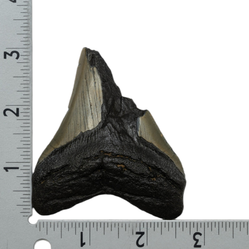 Real Megalodon Tooth - Half