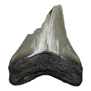 Real Megalodon Tooth - Half