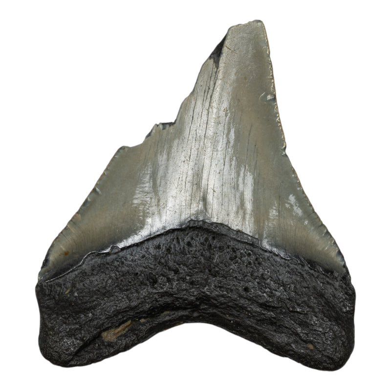 Real Megalodon Tooth - Half