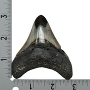 Real Megalodon Tooth