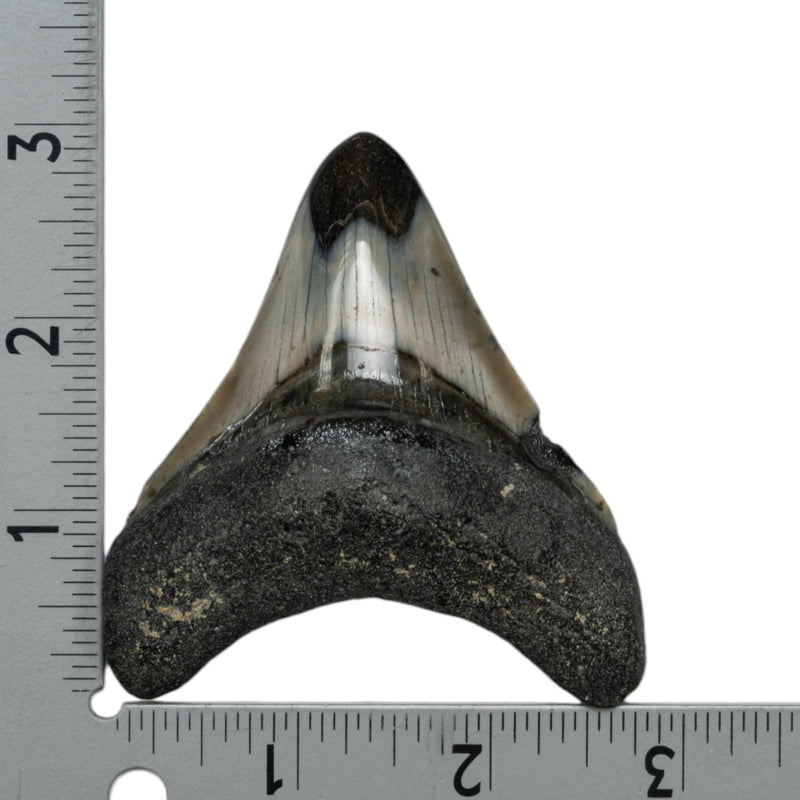 Real Megalodon Tooth