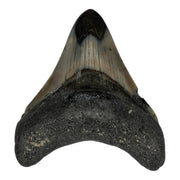 Real Megalodon Tooth