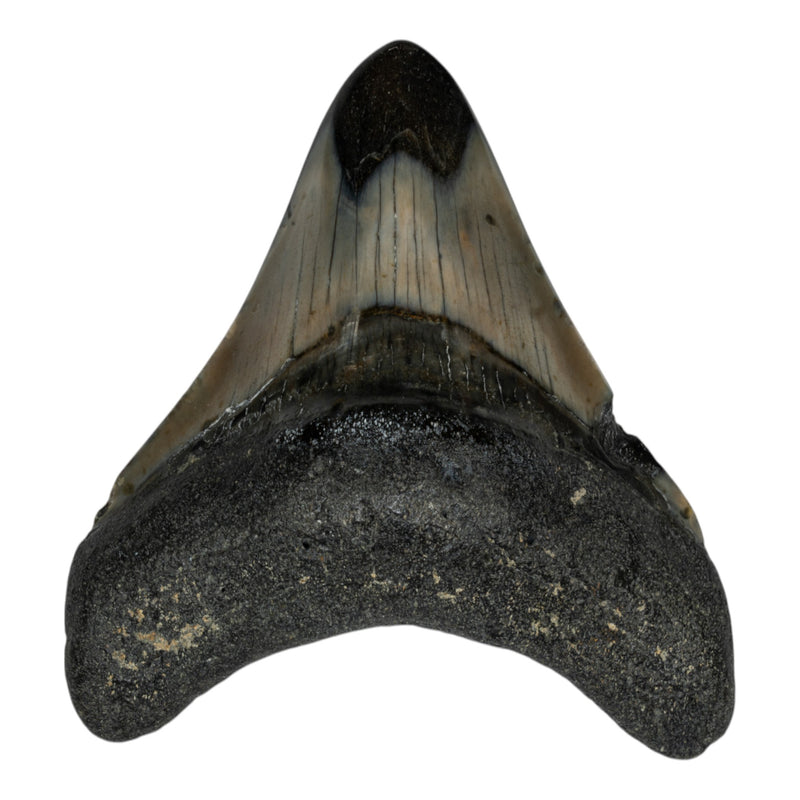 Real Megalodon Tooth