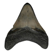 Real Megalodon Tooth