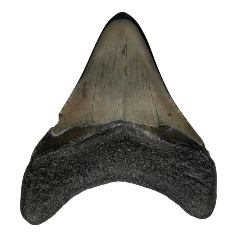Real Megalodon Tooth