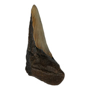 Real Megalodon Tooth - Half