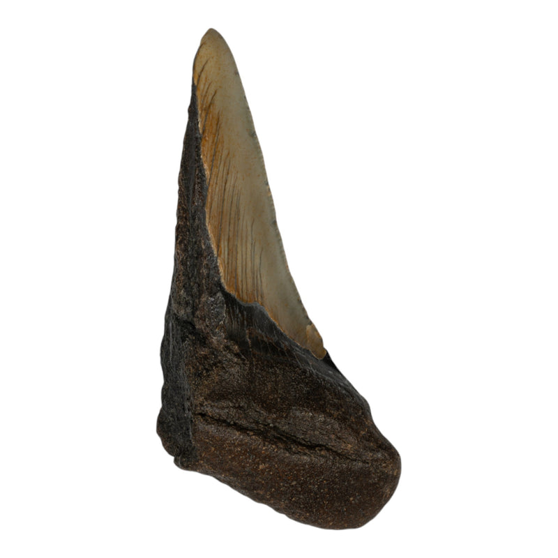 Real Megalodon Tooth - Half