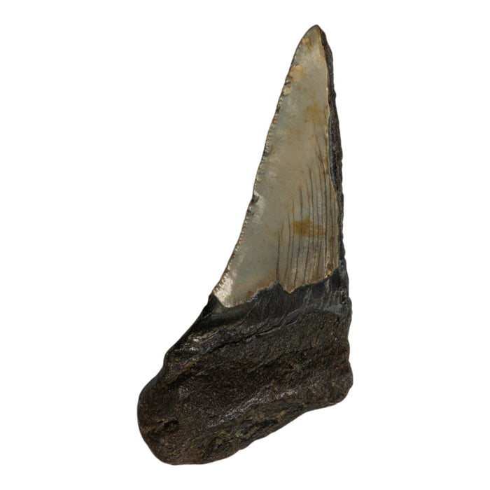 Real Megalodon Tooth - Half