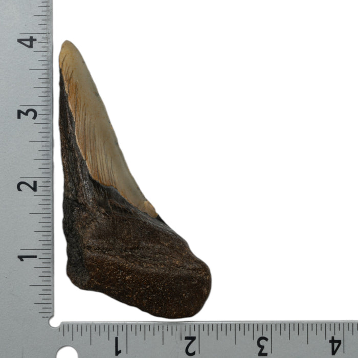 Real Megalodon Tooth - Half