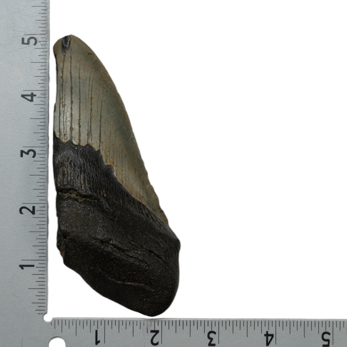 Real Megalodon Tooth - Half