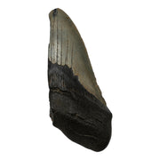 Real Megalodon Tooth - Half