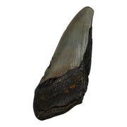 Real Megalodon Tooth - Half
