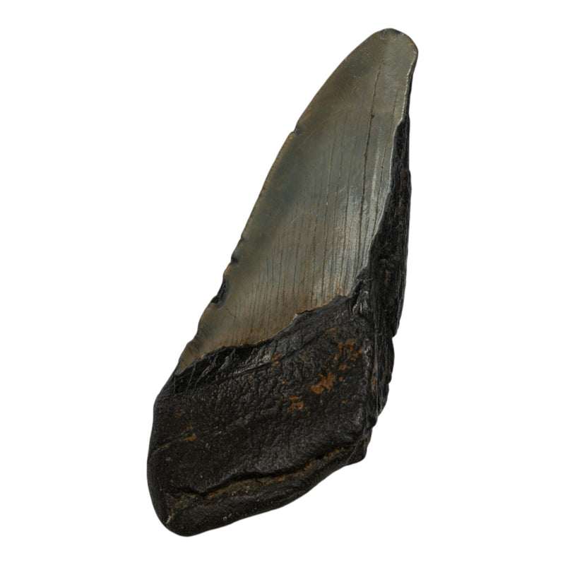 Real Megalodon Tooth - Half