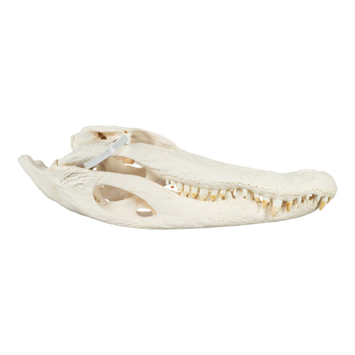Real American Alligator Skull (19.6")