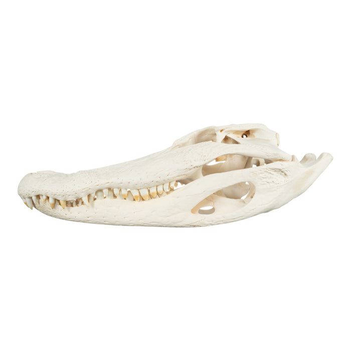 Real American Alligator Skull (19.6")