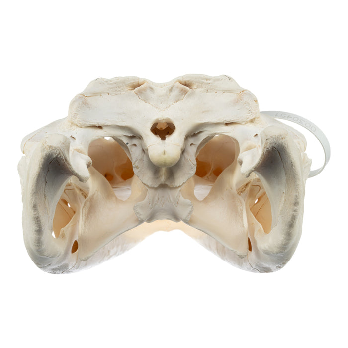 Real American Alligator Skull (19.6")