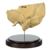 Real Human Partial Skull on Stand