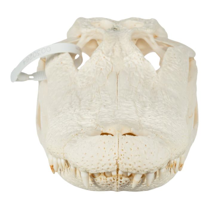 Real American Alligator Skull (14.6")