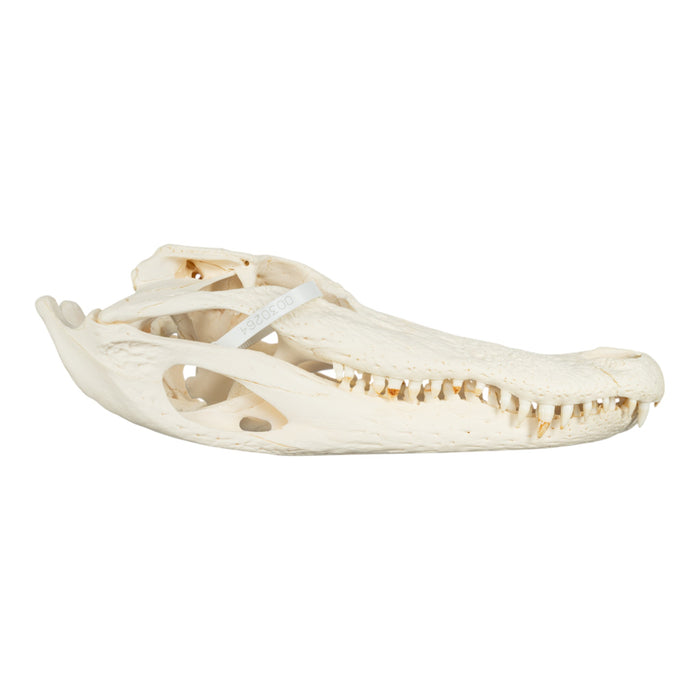 Real American Alligator Skull (14.6")
