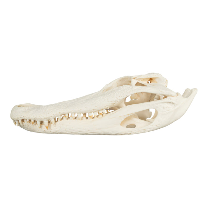 Real American Alligator Skull (14.6")