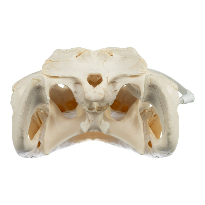 Real American Alligator Skull (14.6")