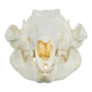 Replica Brush-tailed Rock-wallaby Skull