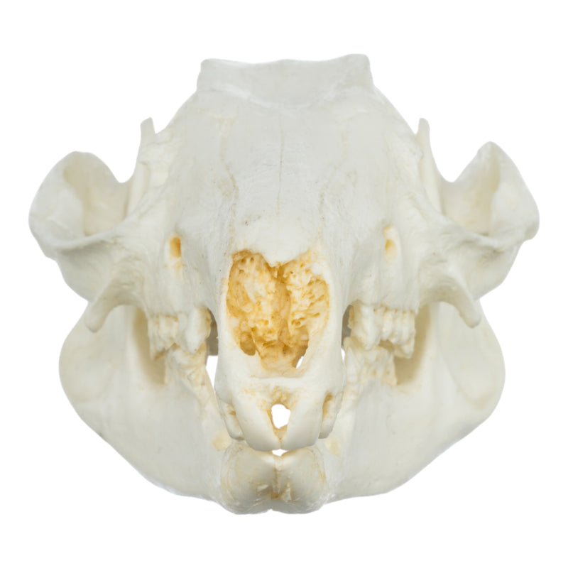 Replica Brush-tailed Rock-wallaby Skull