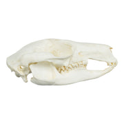 Replica Brush-tailed Rock-wallaby Skull