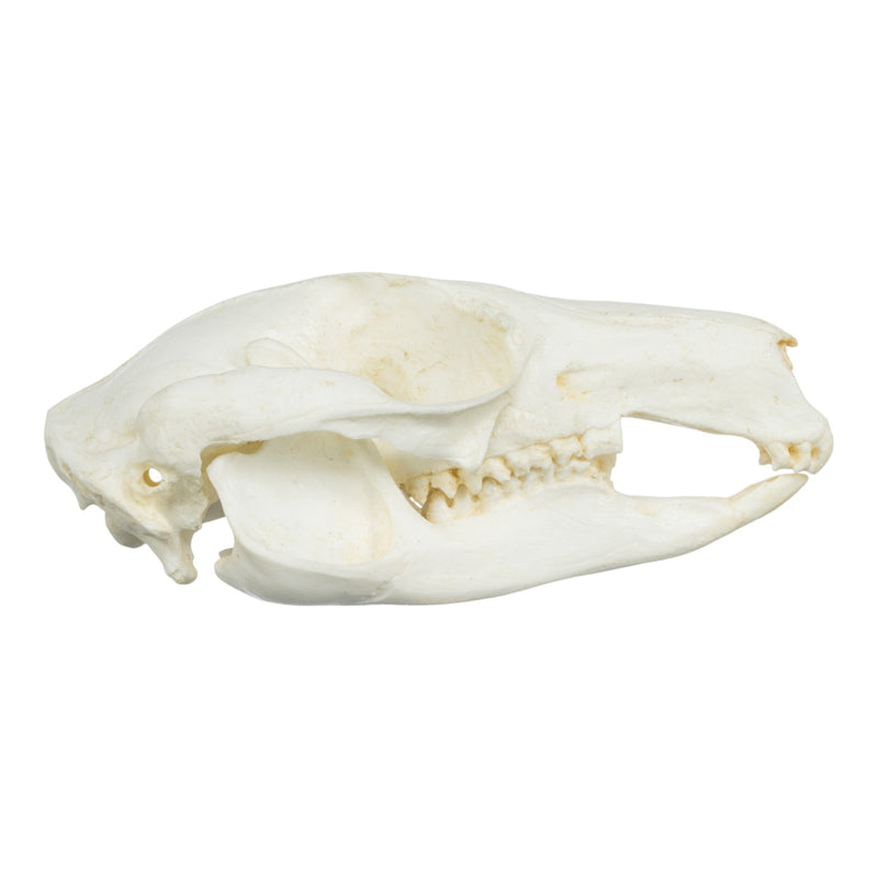 Replica Brush-tailed Rock-wallaby Skull