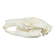 Replica Brush-tailed Rock-wallaby Skull