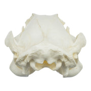 Replica Brush-tailed Rock-wallaby Skull