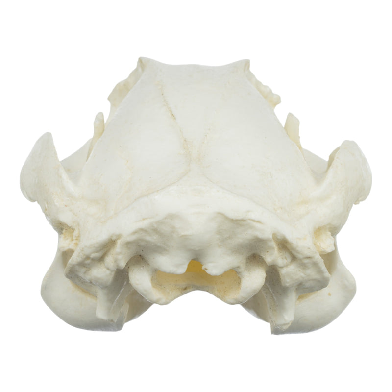 Replica Brush-tailed Rock-wallaby Skull