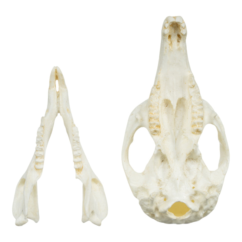Replica Brush-tailed Rock-wallaby Skull